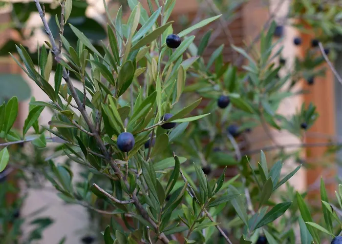 Rheinhessen 住宿加早餐酒店 3*